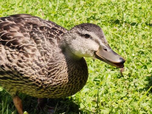 A very cute duck.