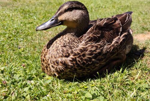 A slightly less cute duck.